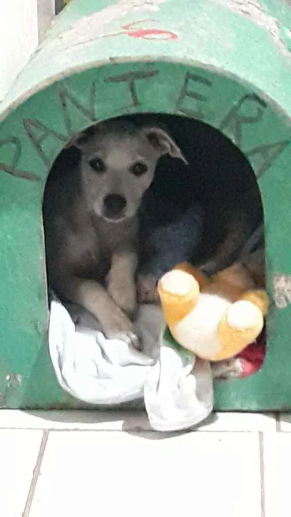 Cachorro ra a N sei idade 2 a 6 meses nome Nina