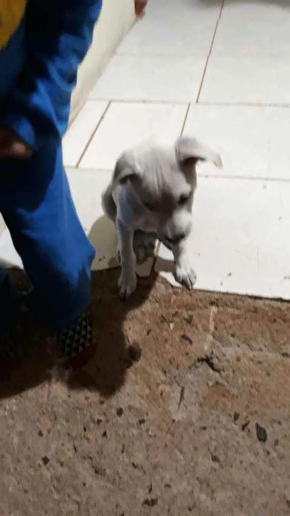 Cachorro ra a N sei idade 2 a 6 meses nome Nina