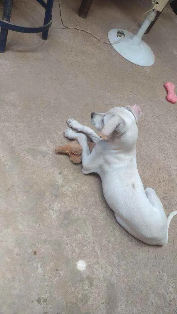 Cachorro ra a N sei idade 2 a 6 meses nome Nina