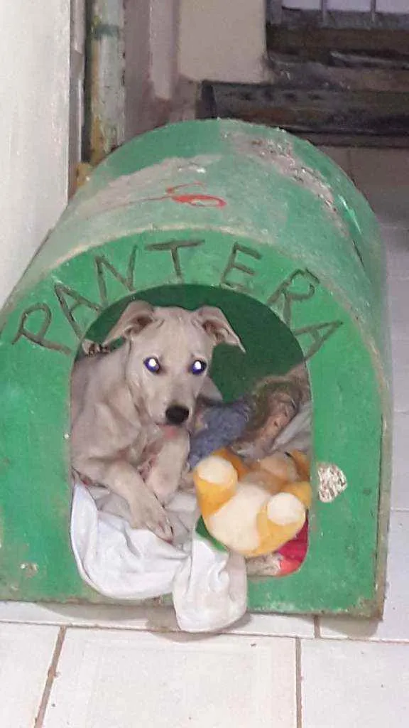 Cachorro ra a N sei idade 2 a 6 meses nome Nina