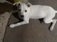 Nina