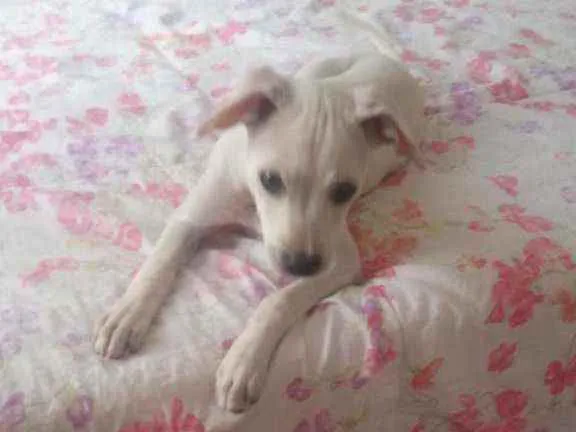 Cachorro ra a N sei idade 2 a 6 meses nome Nina