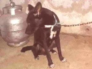 Cachorro raça Labrador com vira-lata  idade 7 a 11 meses nome Betouve