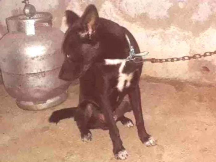 Cachorro ra a Labrador com vira-lata  idade 7 a 11 meses nome Betouve