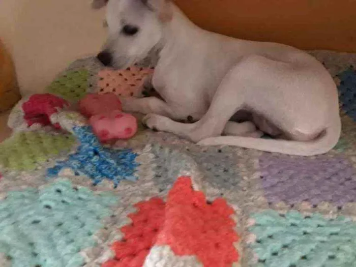 Cachorro ra a N sei idade 2 a 6 meses nome Nina