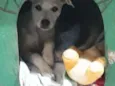 Nina