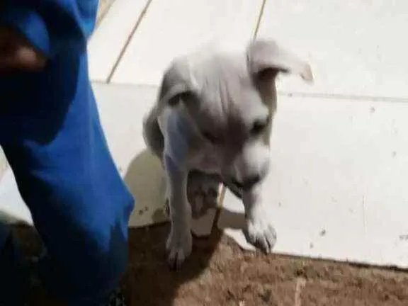 Cachorro ra a N sei idade 2 a 6 meses nome Nina