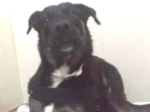 Cachorro raça SRD idade 1 ano nome Lobinho