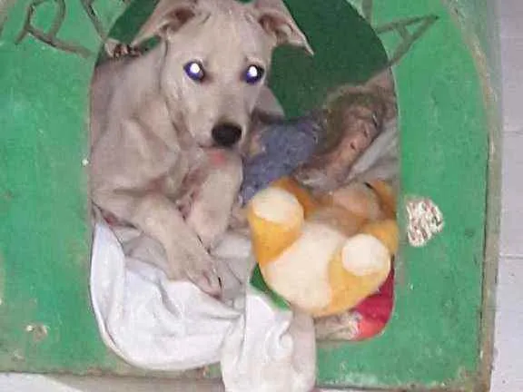 Cachorro ra a N sei idade 2 a 6 meses nome Nina
