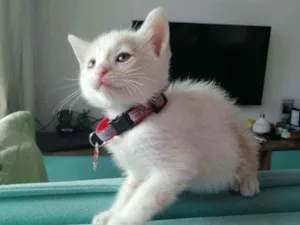 Gato raça SRD idade Abaixo de 2 meses nome Lucca
