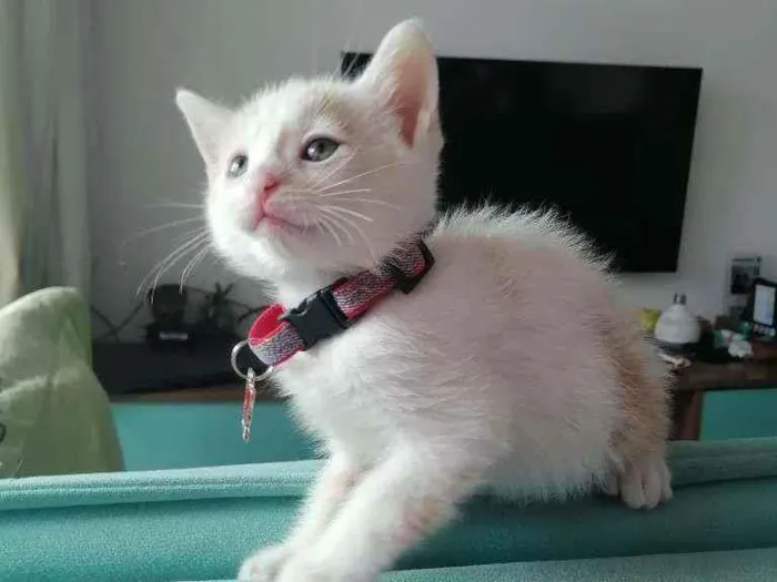 Gato ra a SRD idade Abaixo de 2 meses nome Lucca