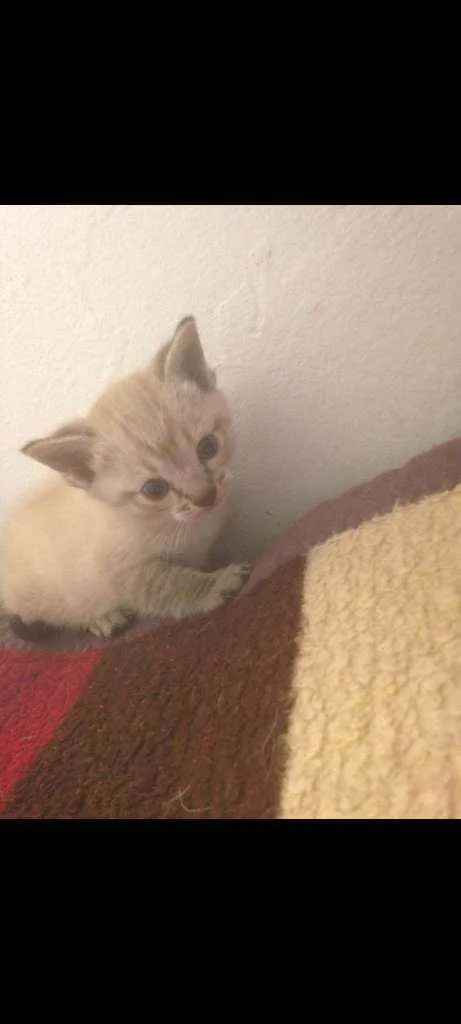 Gato raça Srd idade 2 a 6 meses nome Mia