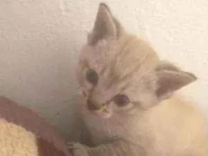 Gato raça Srd idade 2 a 6 meses nome Mia