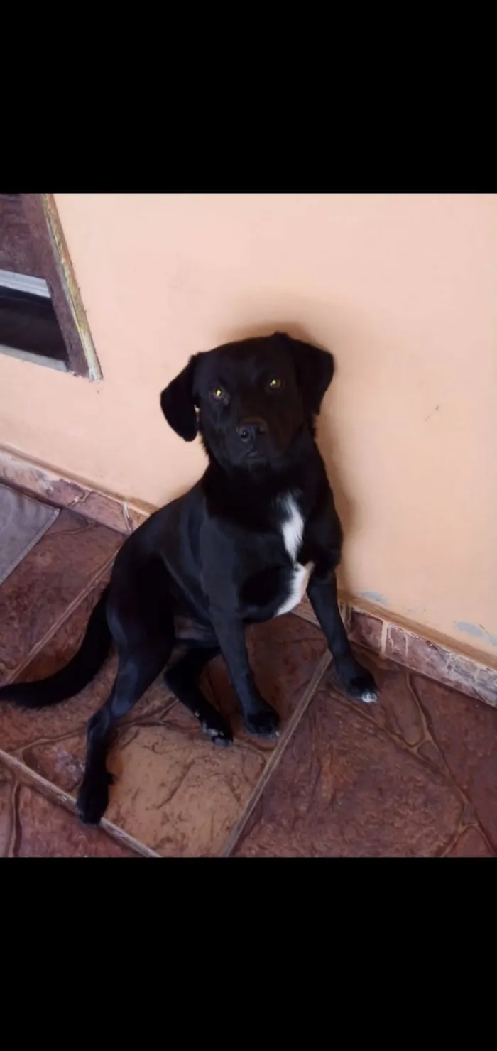 Cachorro ra a Sem idade 2 anos nome Pretinho