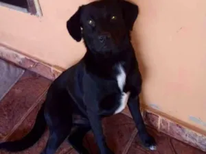 Cachorro raça Sem idade 2 anos nome Pretinho