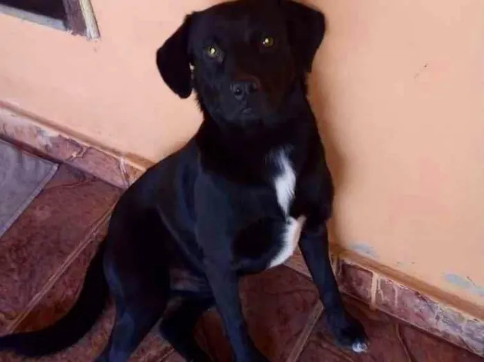 Cachorro ra a Sem idade 2 anos nome Pretinho