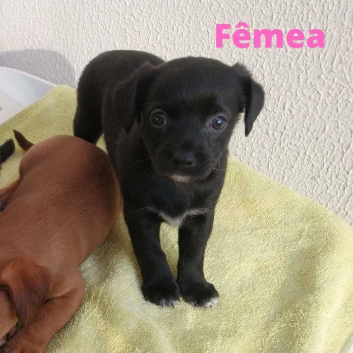 Cachorro ra a SRD-ViraLata idade Abaixo de 2 meses nome Toquinho
