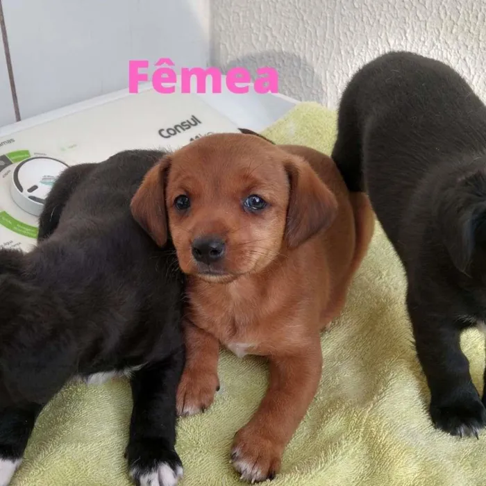 Cachorro ra a SRD-ViraLata idade Abaixo de 2 meses nome Mel
