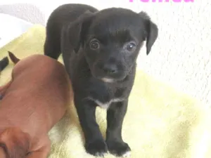 Cachorro raça SRD-ViraLata idade Abaixo de 2 meses nome Toquinho