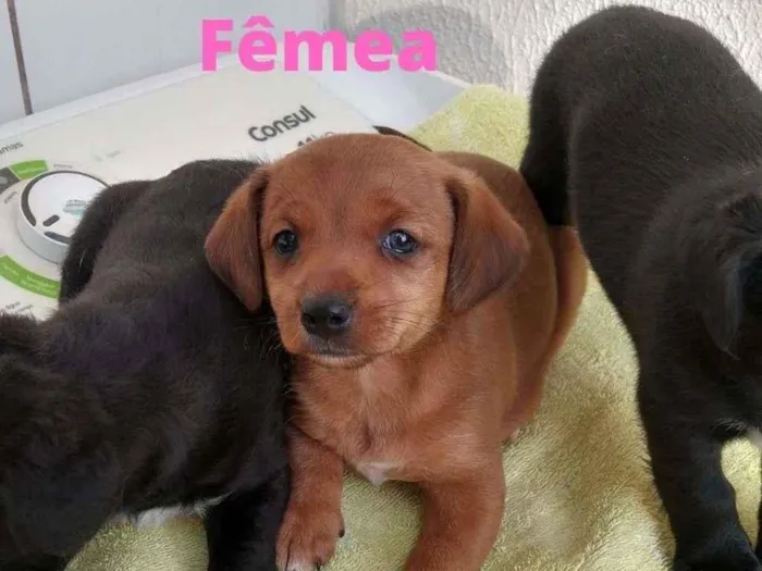 Cachorro ra a SRD-ViraLata idade Abaixo de 2 meses nome Mel