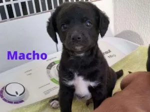 Cachorro raça SRD-ViraLata idade Abaixo de 2 meses nome Lolo