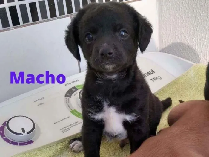 Cachorro ra a SRD-ViraLata idade Abaixo de 2 meses nome Lolo