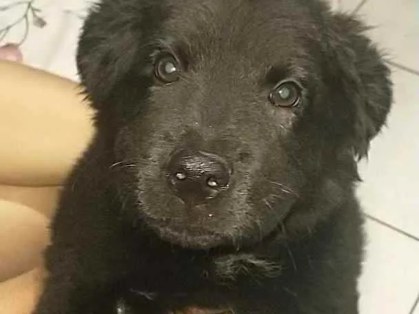 Cachorro raça Chow chow idade 2 a 6 meses nome KonGui