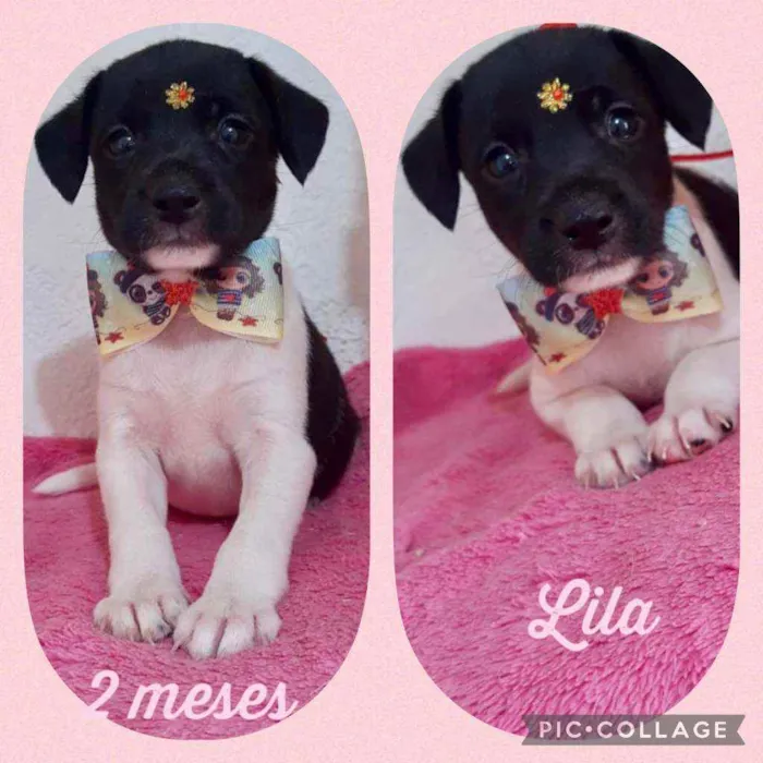 Lila 