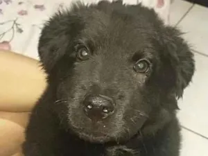 Cachorro raça Chow chow idade 2 a 6 meses nome KonGui
