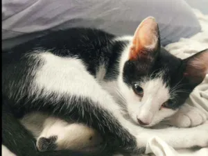 Gato raça Indefinido.  idade 2 a 6 meses nome Dafne