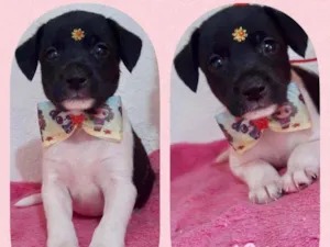 Cachorro raça SRD  idade 2 a 6 meses nome Lila 