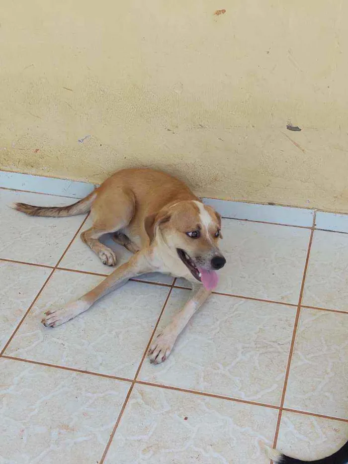 Cachorro raça ND - mestiça com American Bull idade 7 a 11 meses nome Madona 