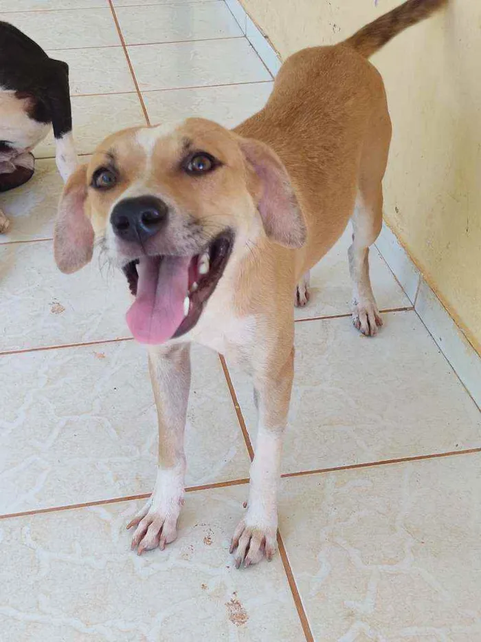 Cachorro raça ND - mestiça com American Bull idade 7 a 11 meses nome Madona 