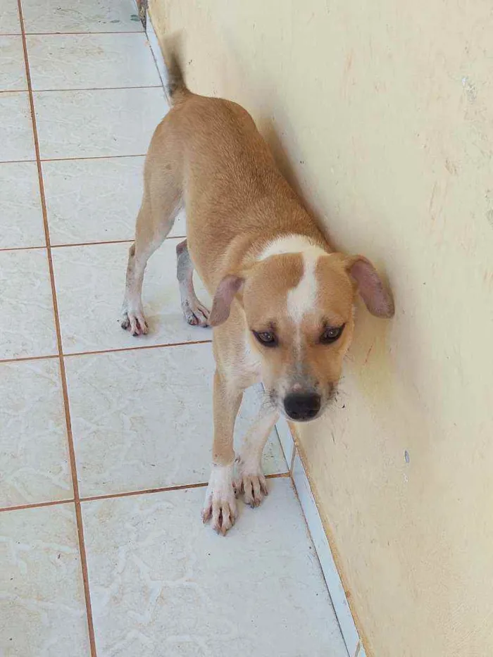 Cachorro raça ND - mestiça com American Bull idade 7 a 11 meses nome Madona 
