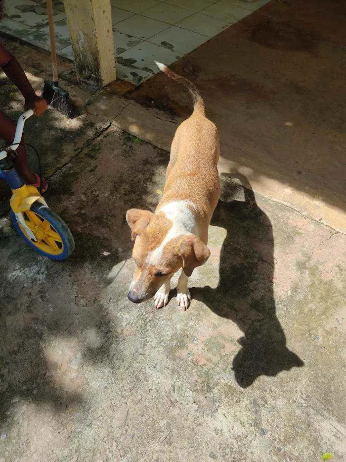 Cachorro raça ND - mestiça com American Bull idade 7 a 11 meses nome Madona 