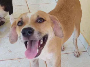 Cachorro raça ND - mestiça com American Bull idade 7 a 11 meses nome Madona 