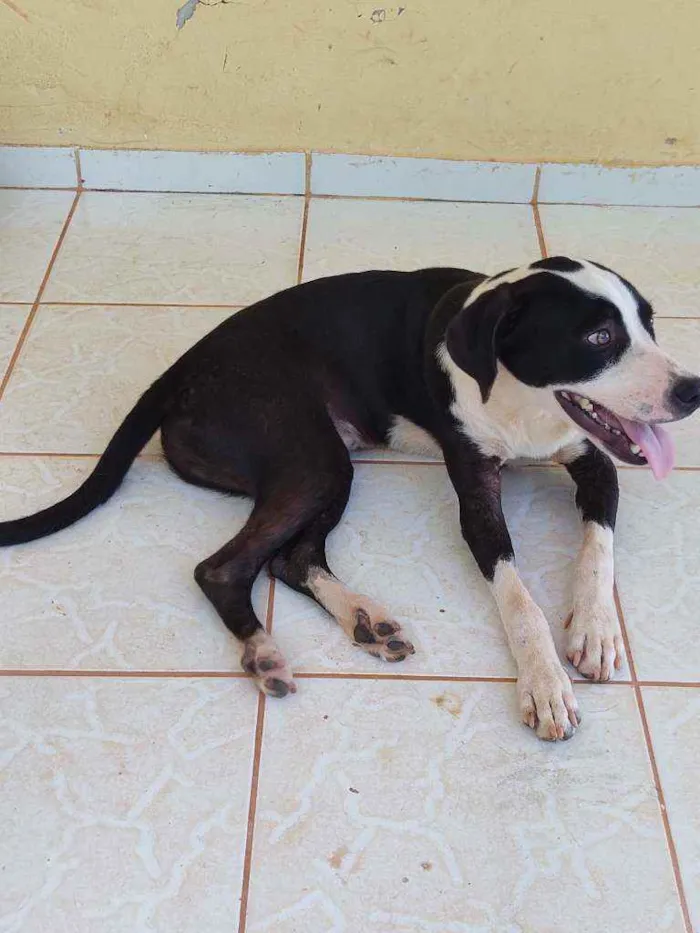 Cachorro raça ND - mestiça com American Bull idade 7 a 11 meses nome Belchior/Castrado