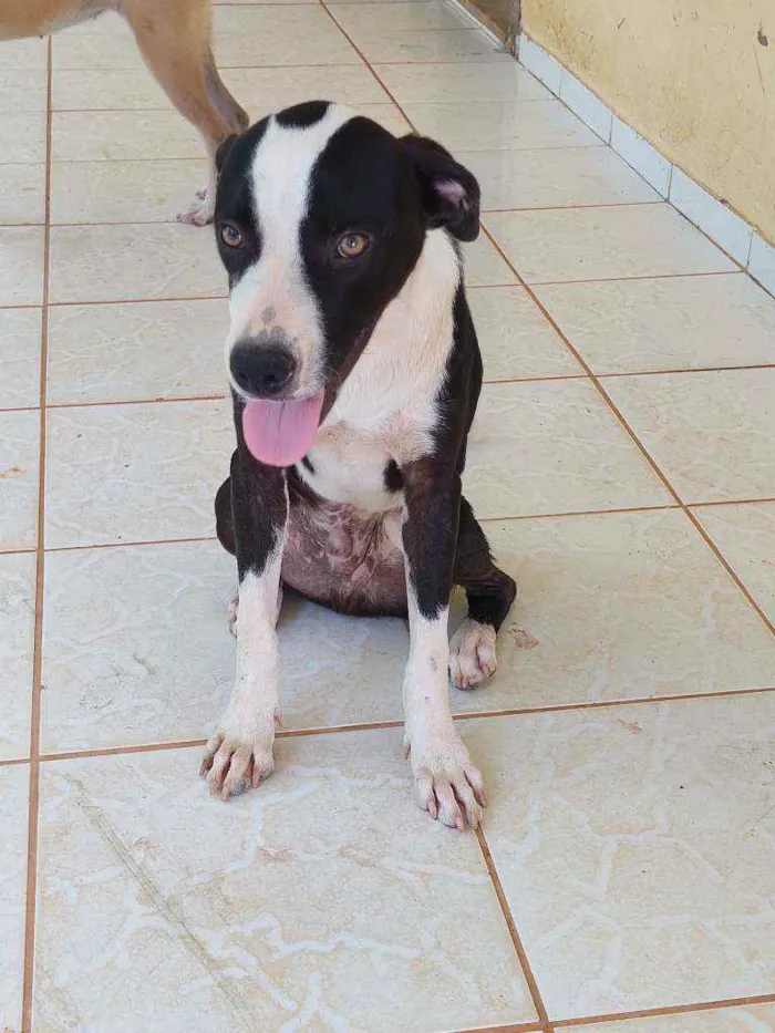 Cachorro raça ND - mestiça com American Bull idade 7 a 11 meses nome Belchior/Castrado