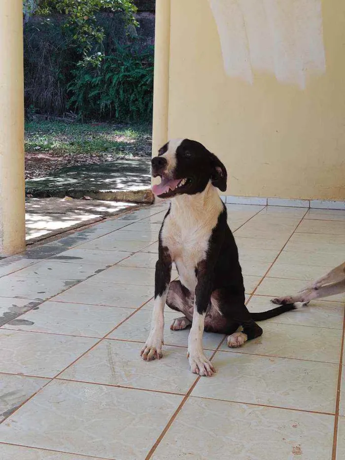Cachorro raça ND - mestiça com American Bull idade 7 a 11 meses nome Belchior/Castrado