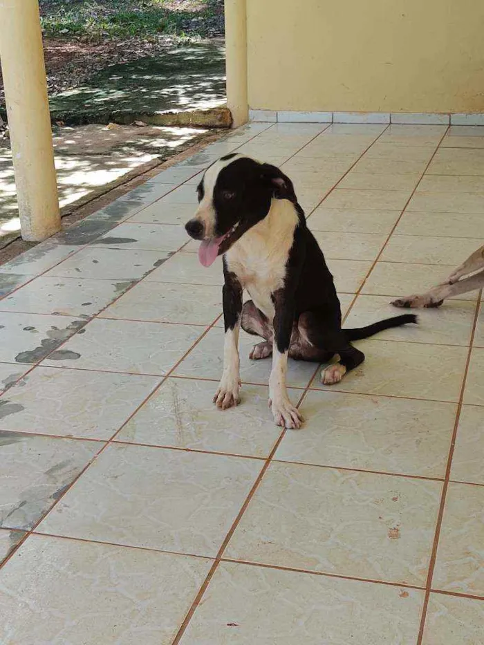 Cachorro raça ND - mestiça com American Bull idade 7 a 11 meses nome Belchior/Castrado