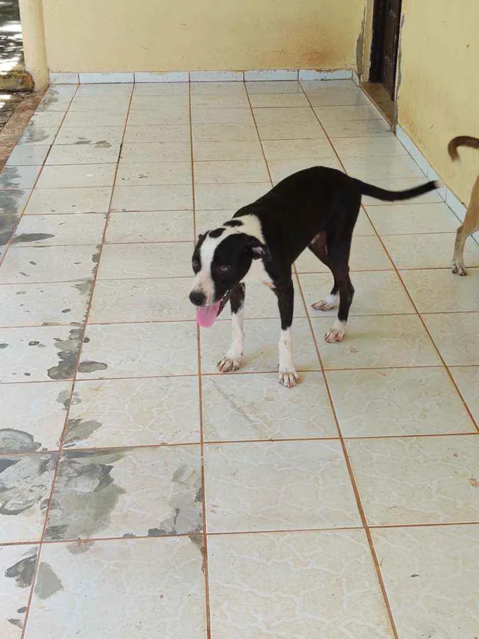 Cachorro raça ND - mestiça com American Bull idade 7 a 11 meses nome Belchior/Castrado