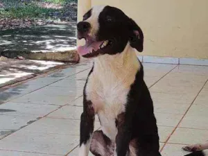 Cachorro raça ND - mestiça com American Bull idade 7 a 11 meses nome Belchior/Castrado