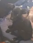 Cachorro raça Srd idade 2 a 6 meses nome Sem nome