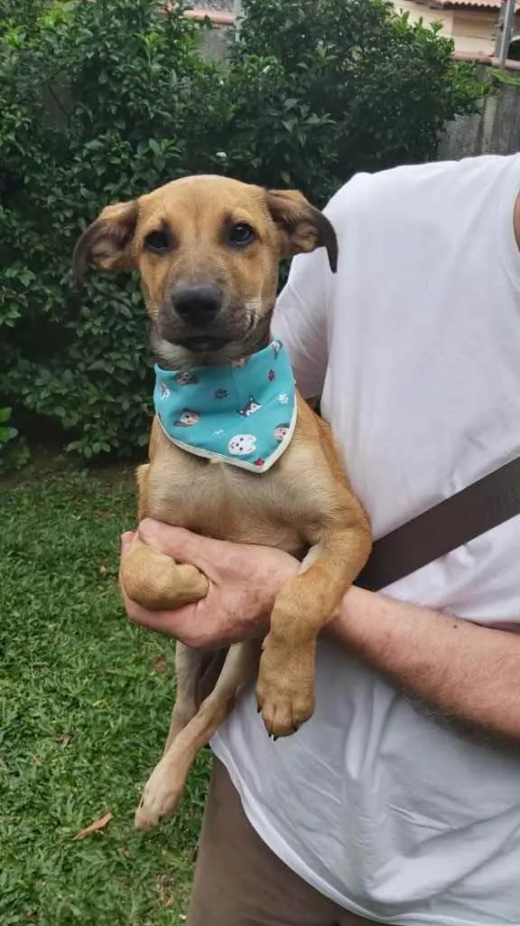 Cachorro raça Srd idade 2 a 6 meses nome Binho