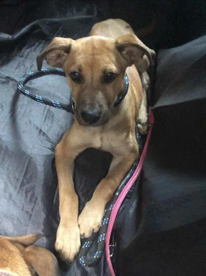 Cachorro raça Srd idade 2 a 6 meses nome Binho