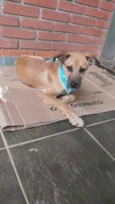 Cachorro raça Srd idade 2 a 6 meses nome Binho