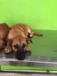 Cachorro raça Srd idade 2 a 6 meses nome Binho