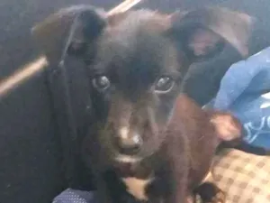 Cachorro raça Srd idade 2 a 6 meses nome Sem nome