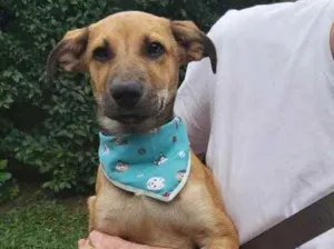 Cachorro raça Srd idade 2 a 6 meses nome Binho