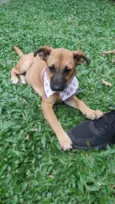 Cachorro raça Srd idade 2 a 6 meses nome Teca